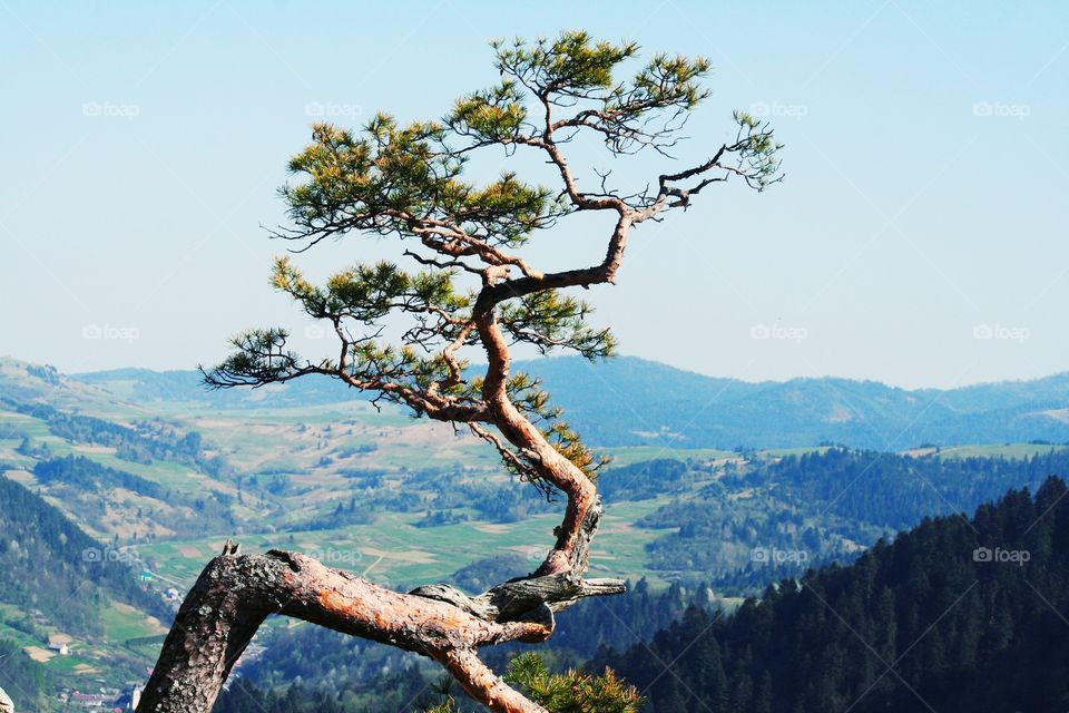 Treasure of the Polish mountains! 

Pieniny Mountains, Poland