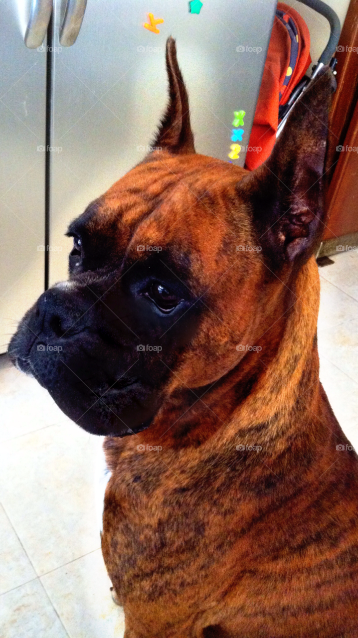 dog animal cute pet by javiercorrea15