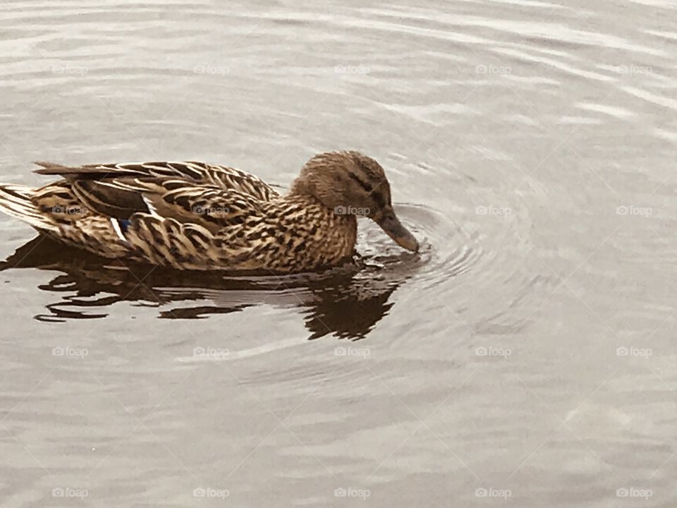 A duck in a pool of  macro water
