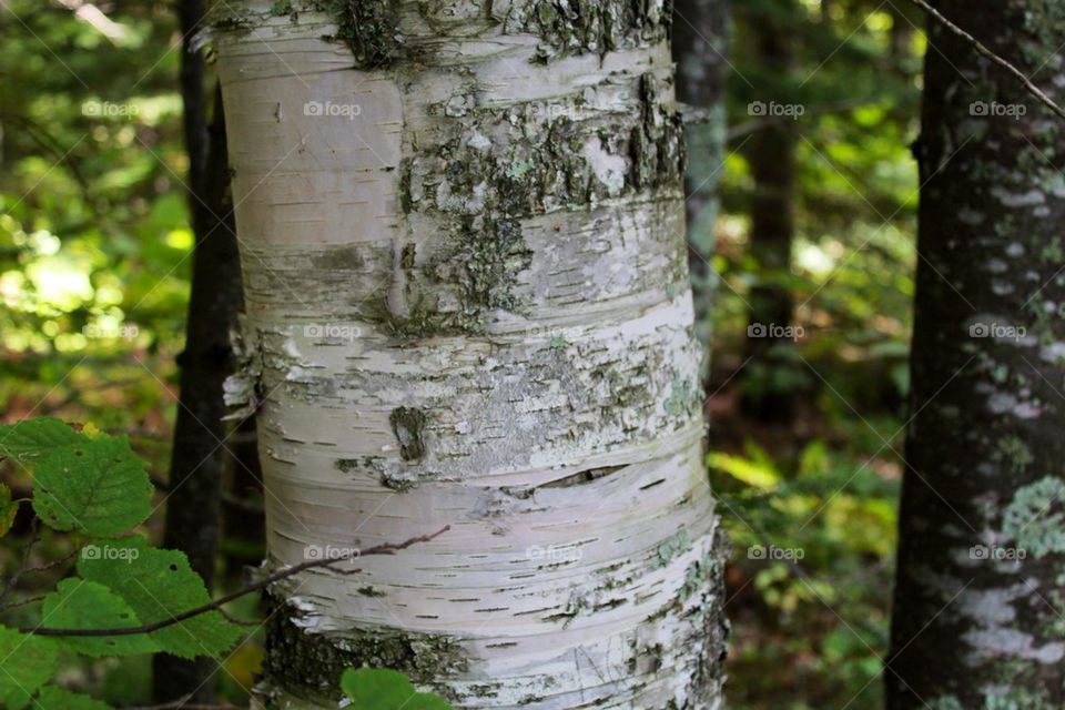 Birch