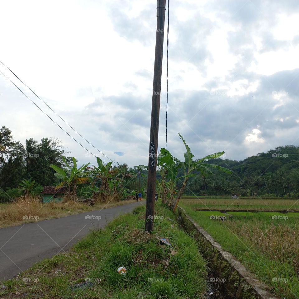 View of the rice fields near the roadside