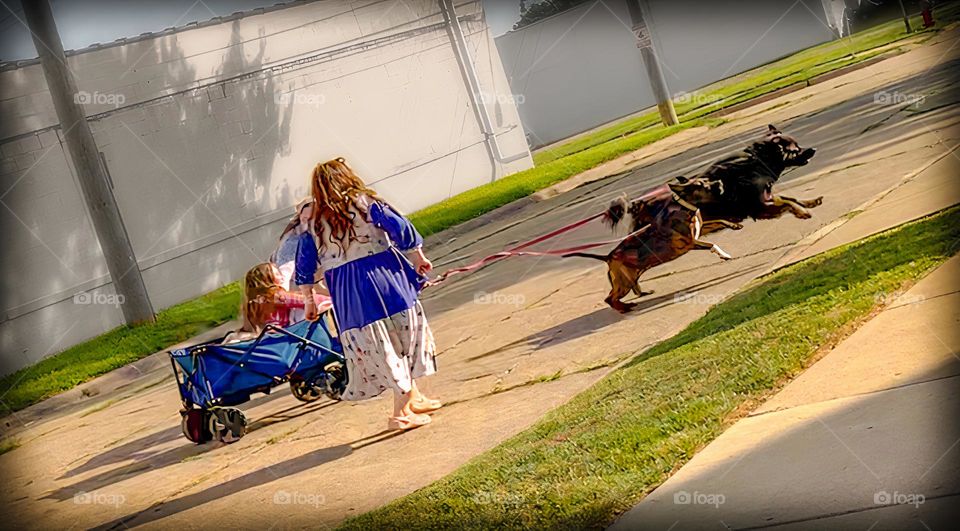 Dogs Having So Much Fun Pulling The Kid Wagon 