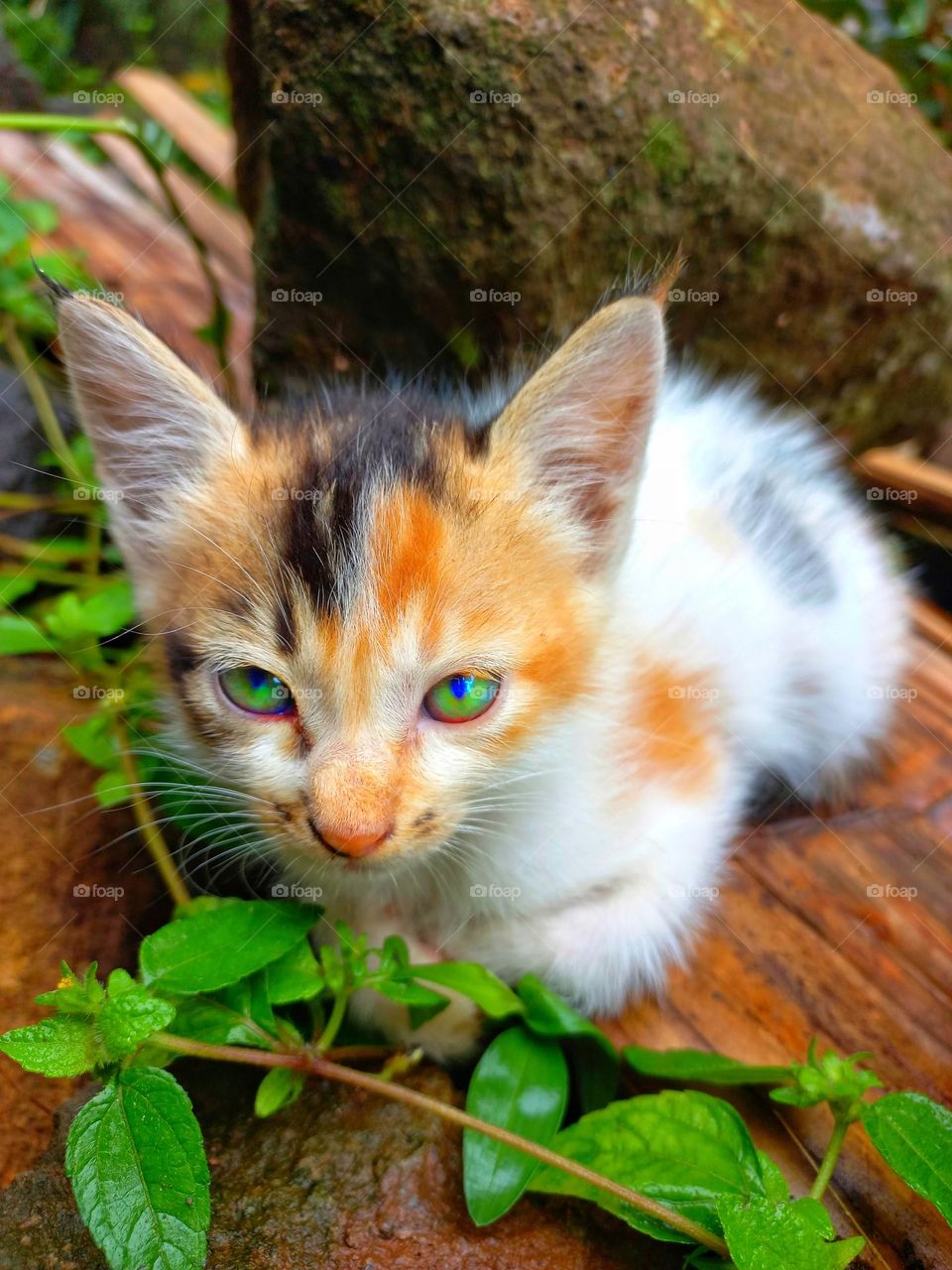 Cute kitten sitting on the ground