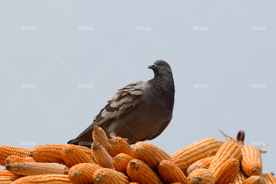 No Person, Nature, Food, Dry, Bird