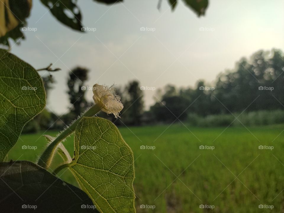 green leaf and white flower