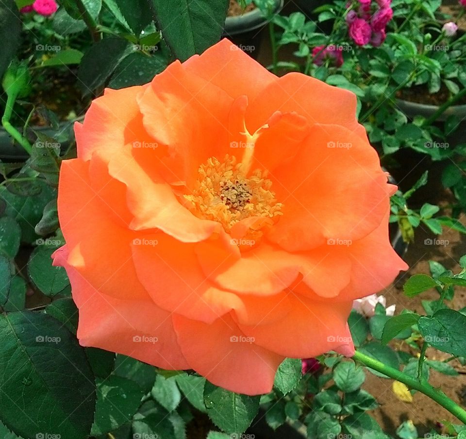 vibrant color Rose