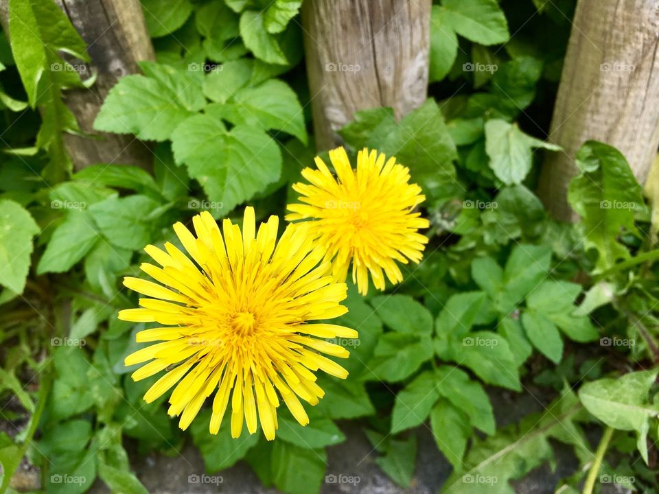 Dandelions.Spring