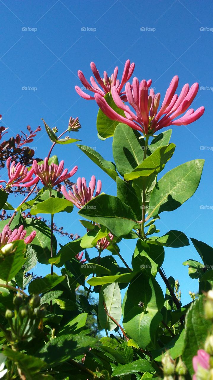 summer time. flowers. colors. beauty