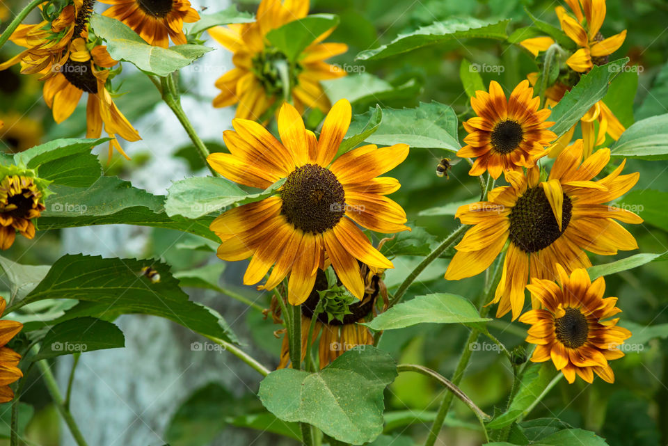 sunflowers bees and bumblebees