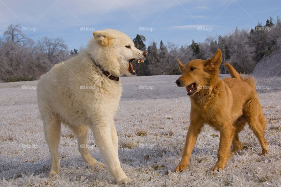 Golden retriever and German Shepherd Samoyed Wolf playing together