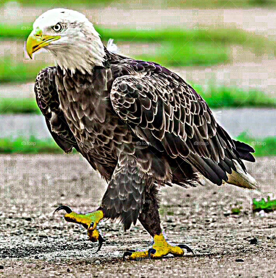 fighting eagle