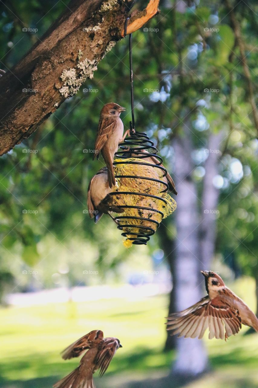 Hungry birds