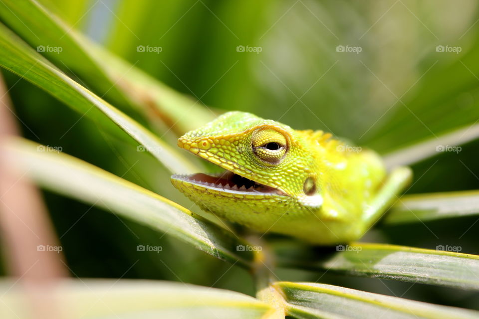 a calotes camouflaged among the leaves