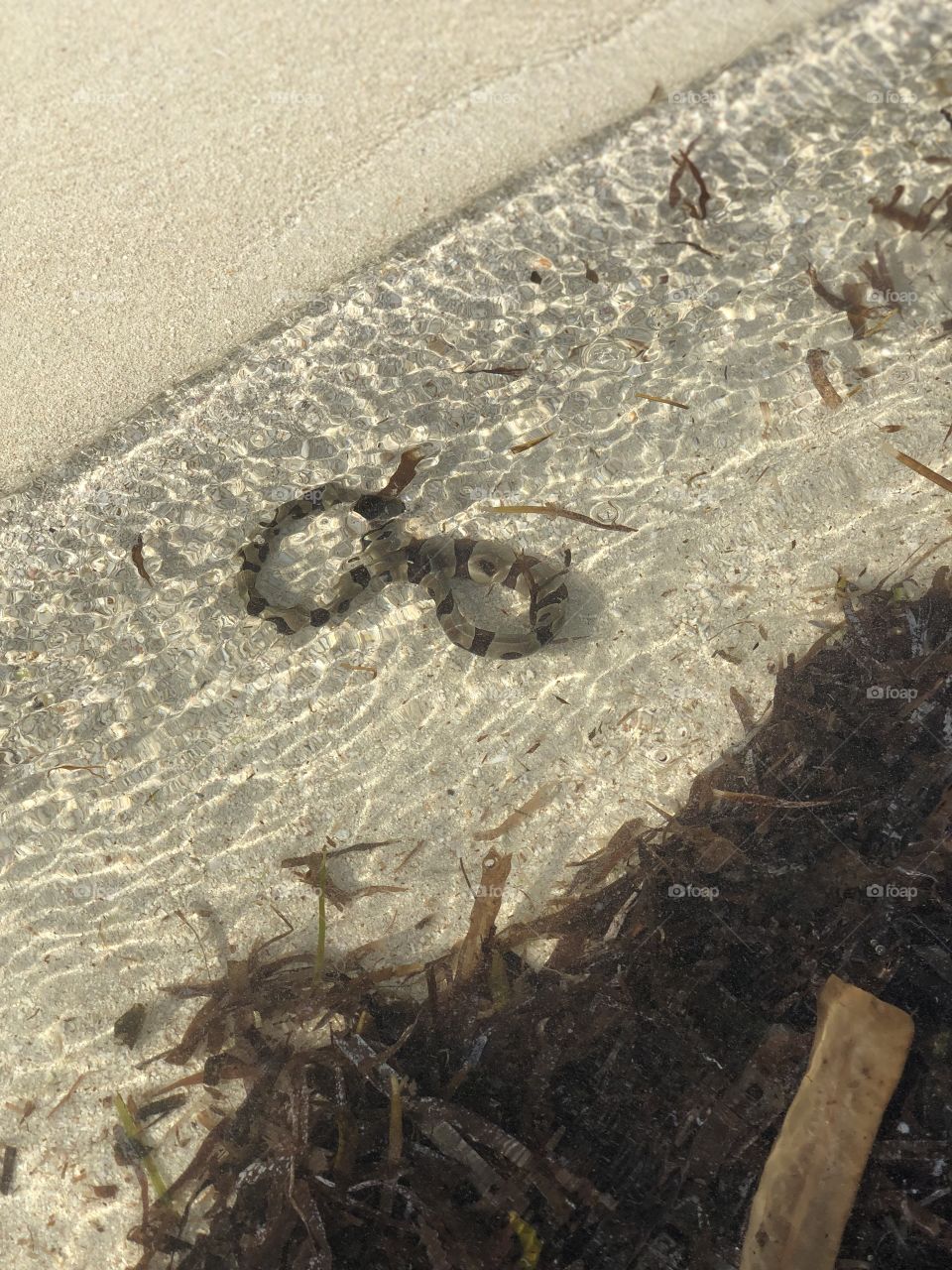 Sea snake found in Lh. Maafilaafushi