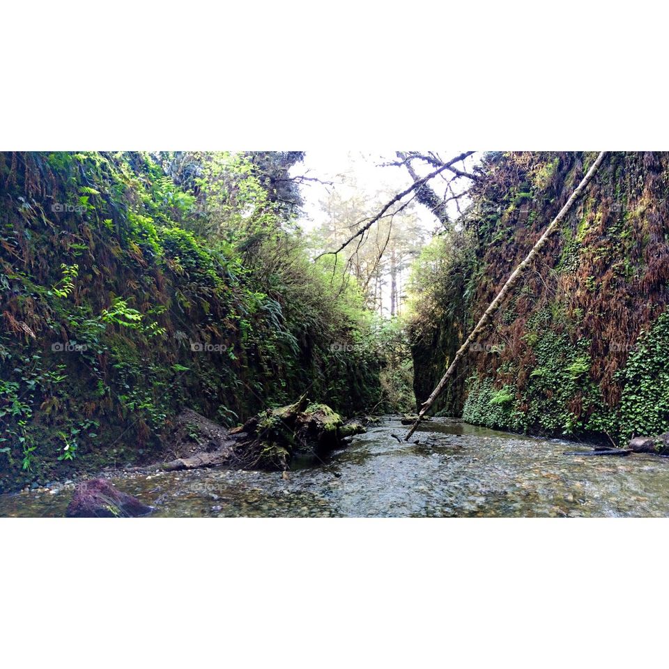 Fern Canyon 