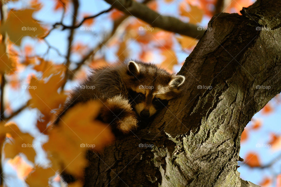 Orange foliage on a blue sky background,  and a raccoon in the middle  :)