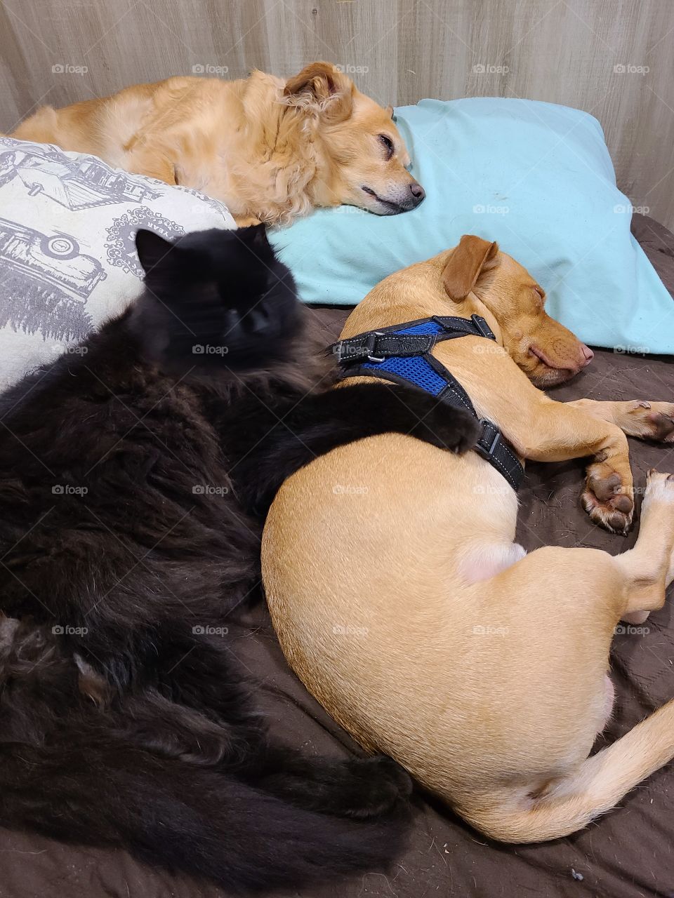 dogs and cat