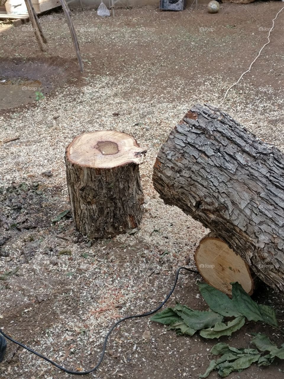 Natural tree falling down