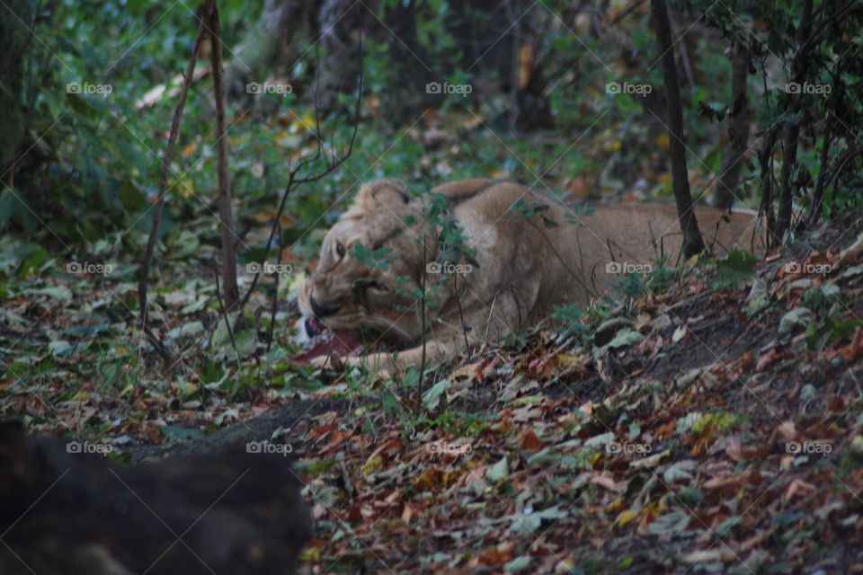 Lioness surrounded by autumn leaves
