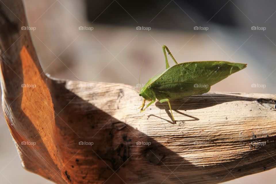 green grasshopper