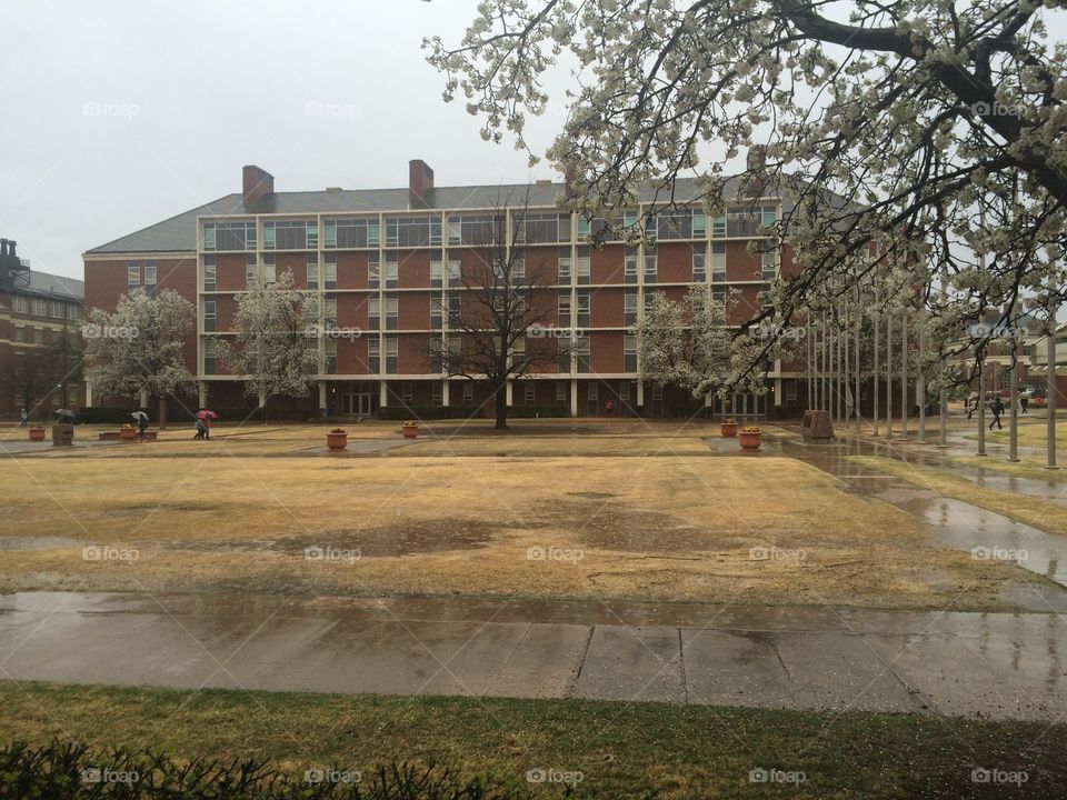 Rainy day in spring on OSU campus. 