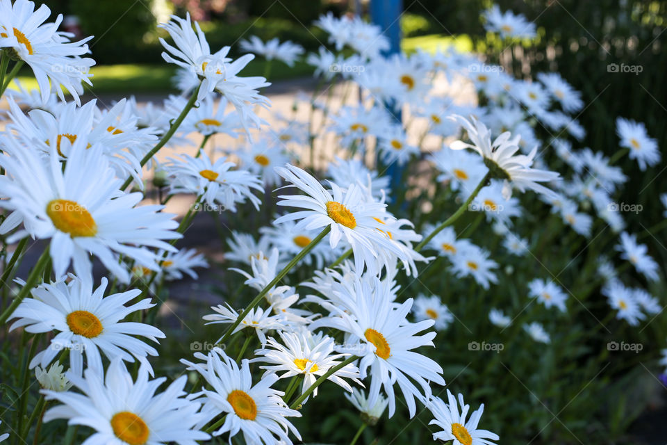 daisy flowers
