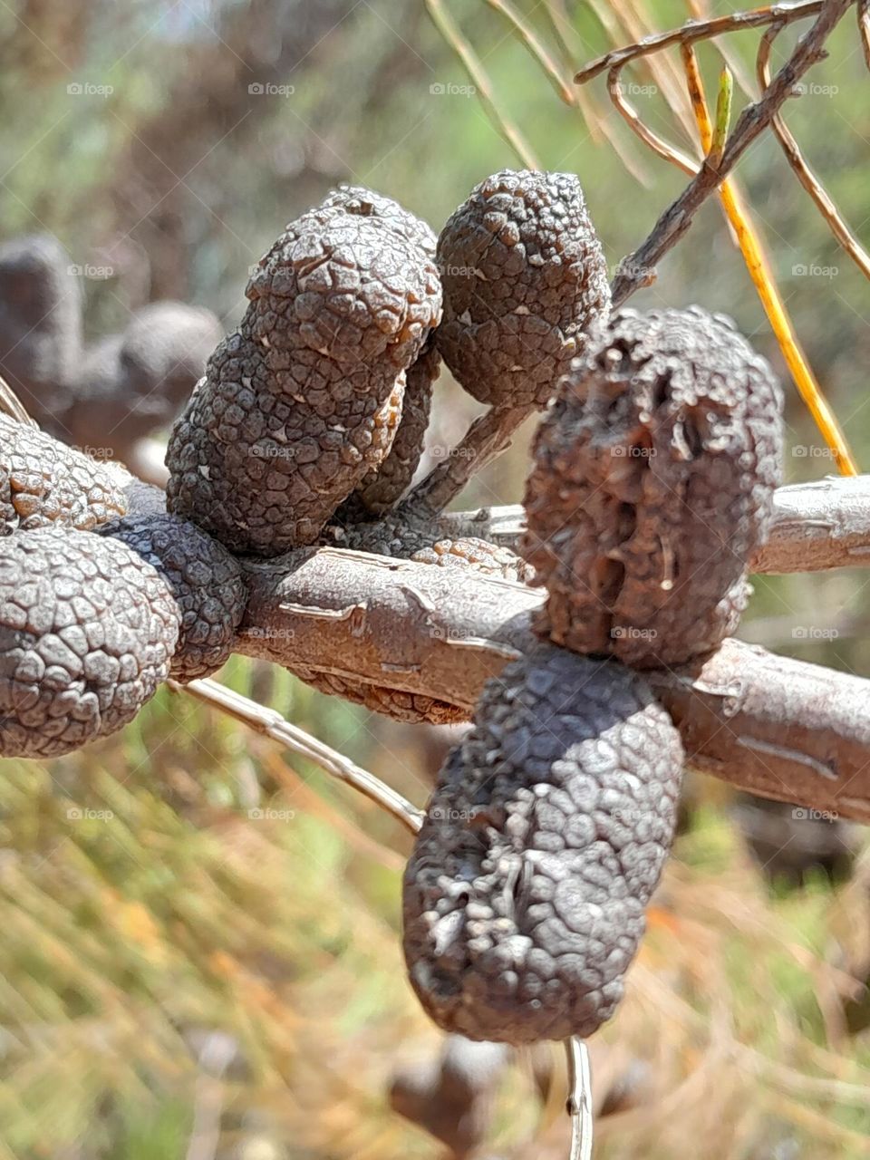 the things we often don't see behind the leaves and flowers of a plant, the little things that hide.