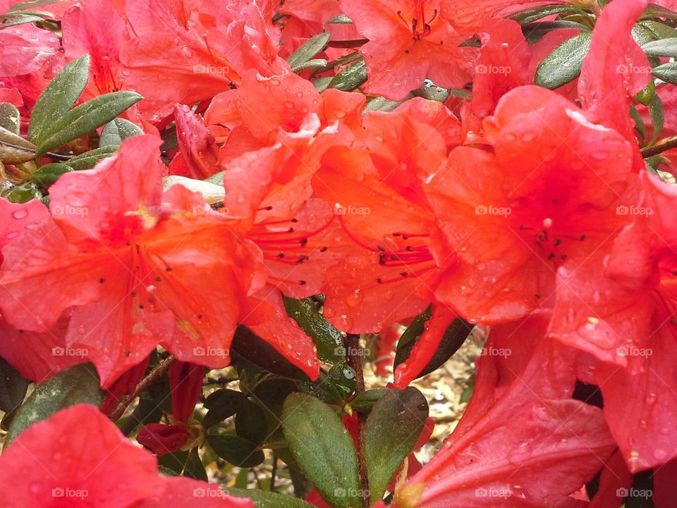 Red Azalea 3