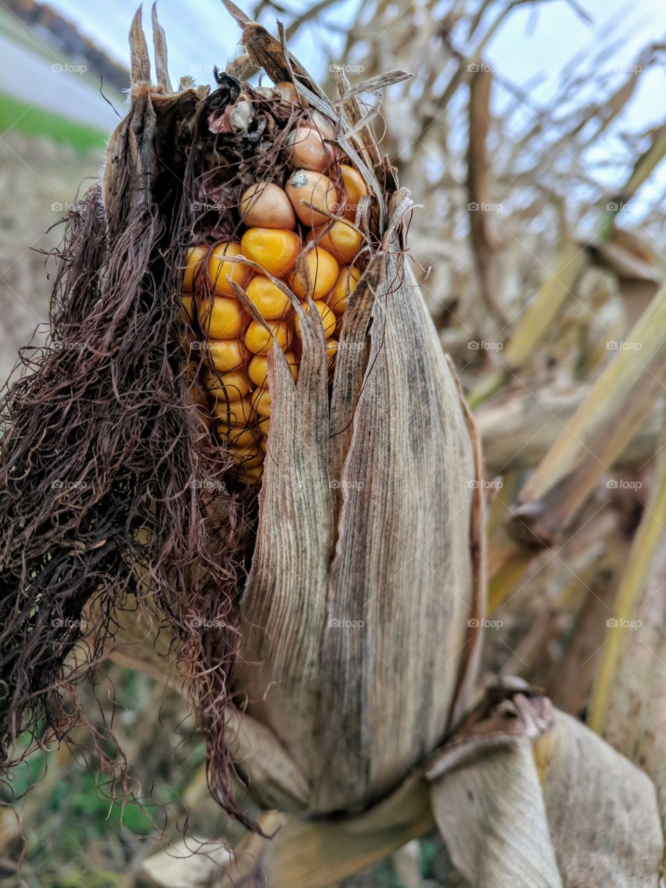 field corn