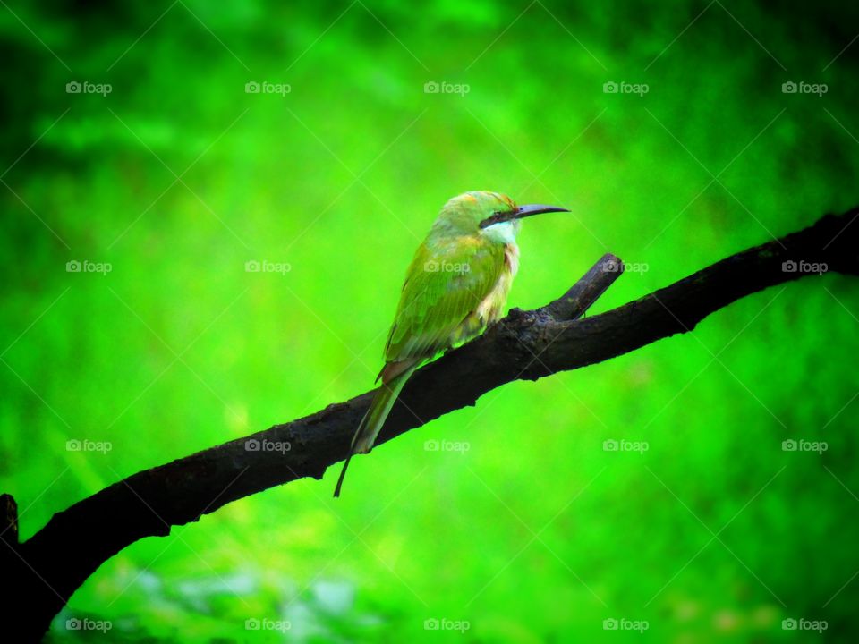 The green bee-eater (Merops orientalis) (sometimes little green bee-eater) is a near passerine bird in the bee-eater family.