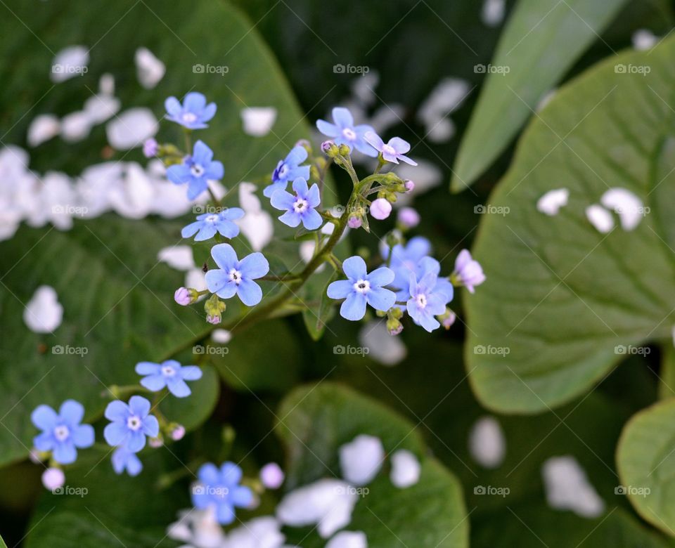 gentle blue flowers macro and petals spring time green leaves background
