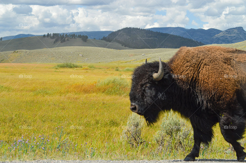Just passing a bison at Yellowstone National Park