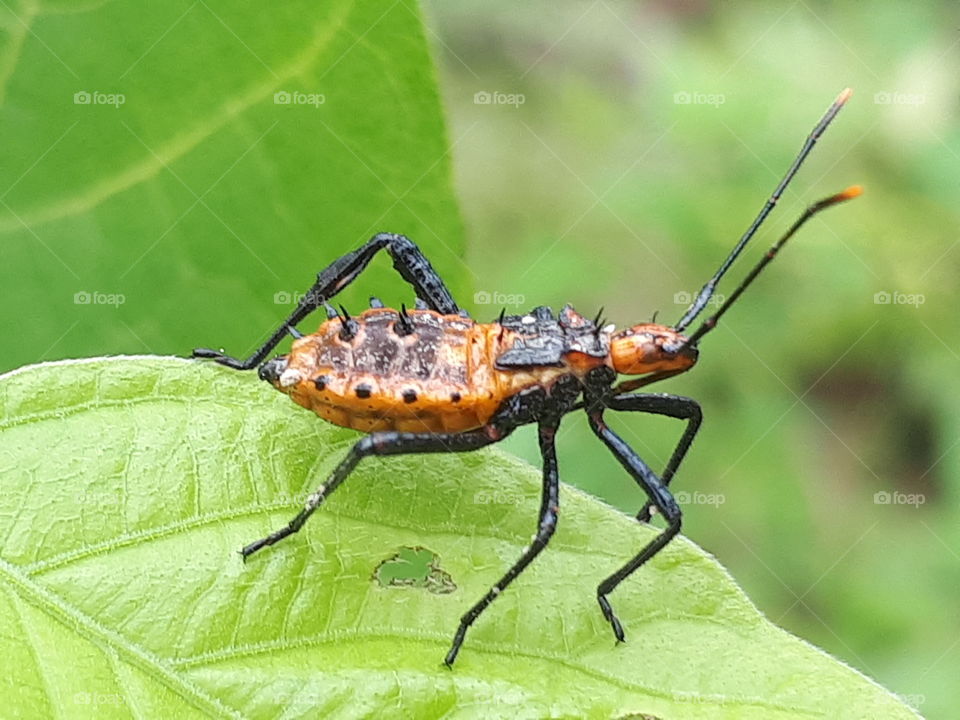 Close up of insect