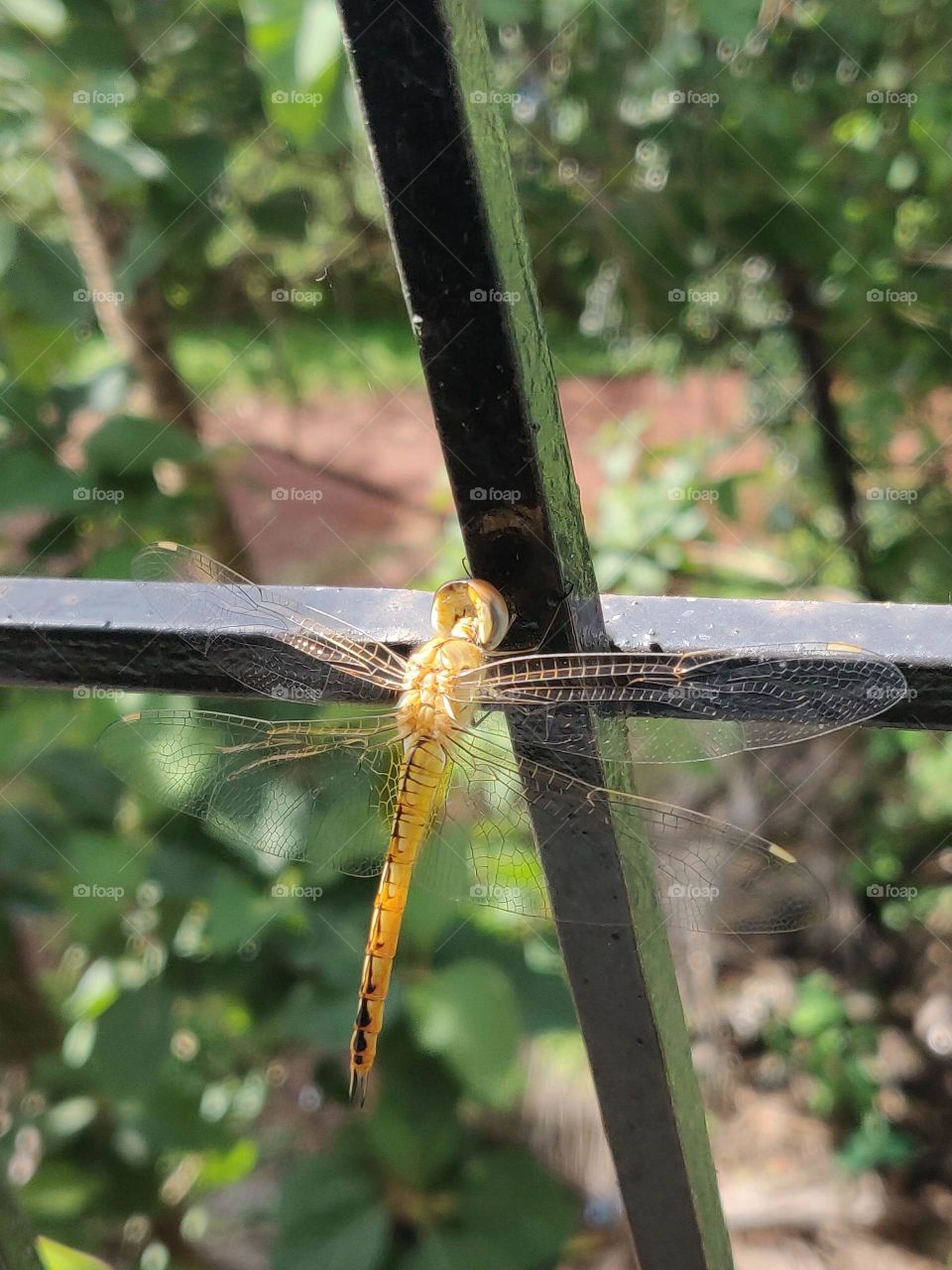 golden color dragonfly shining in the sunlight