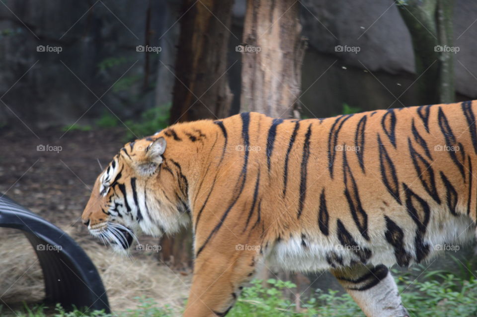 tiger