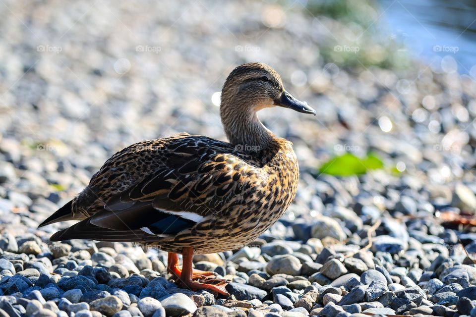 Duck stand on the stone near the beach