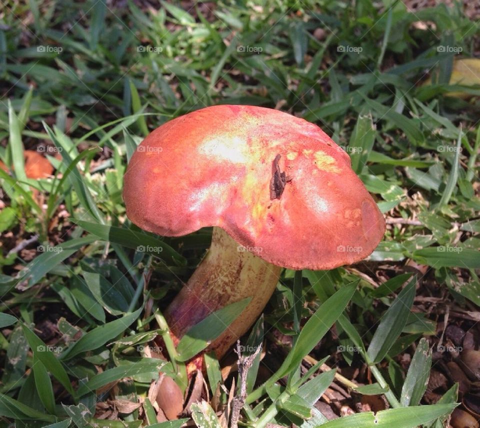 red mushroom by alexsd5