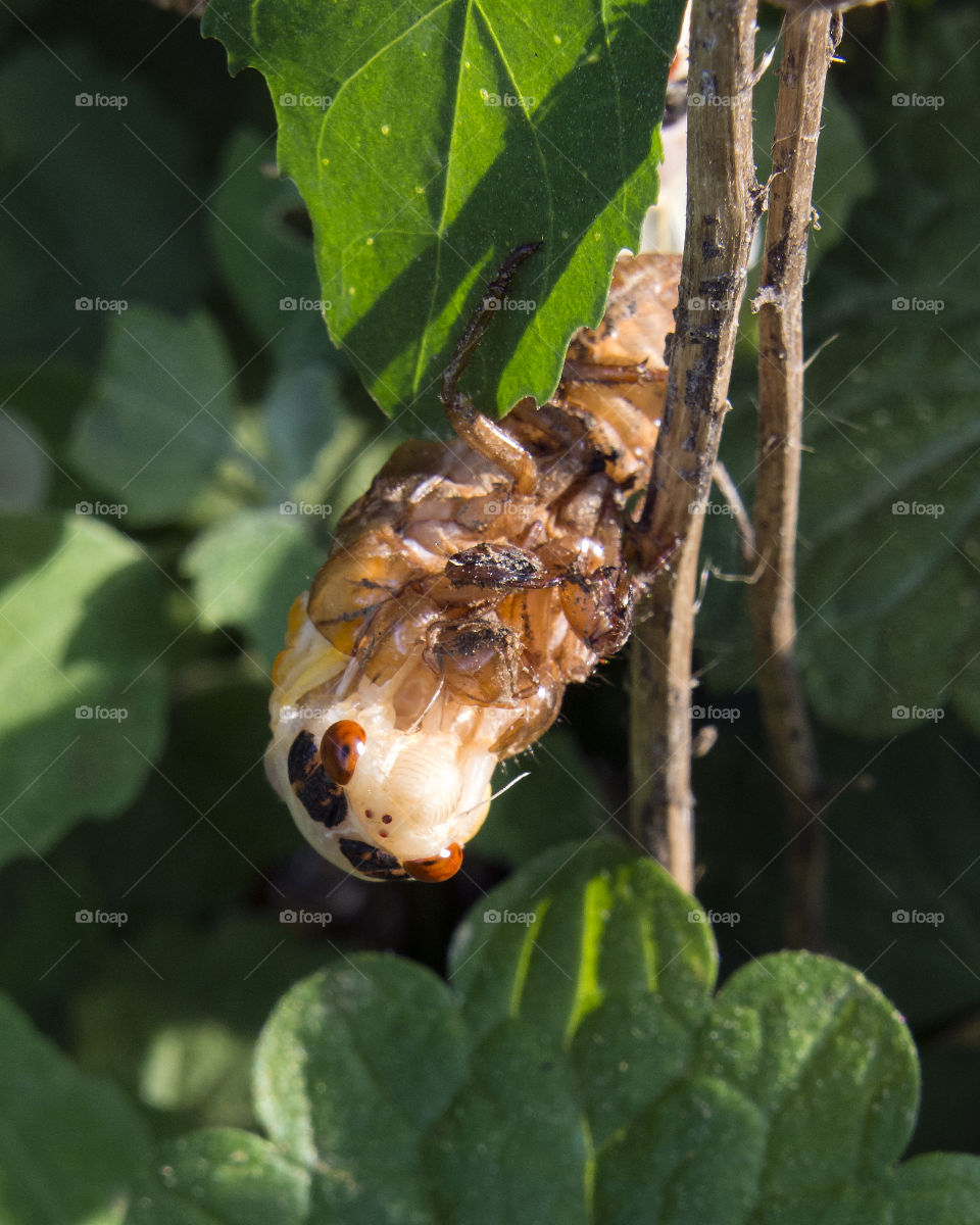 Seventeen Year Cicada final molt, emerging from their nymphal skin