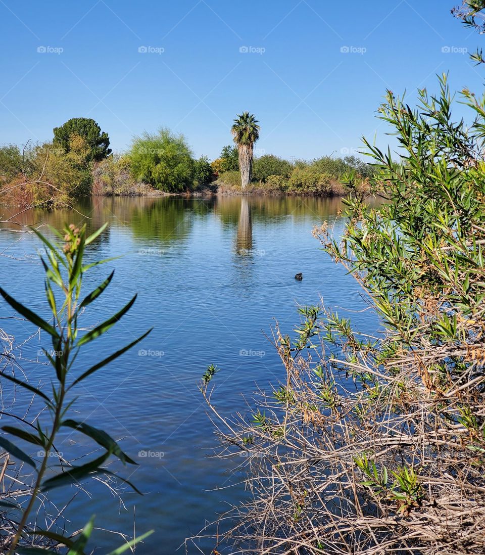 Palm Tree on a Blue Lake