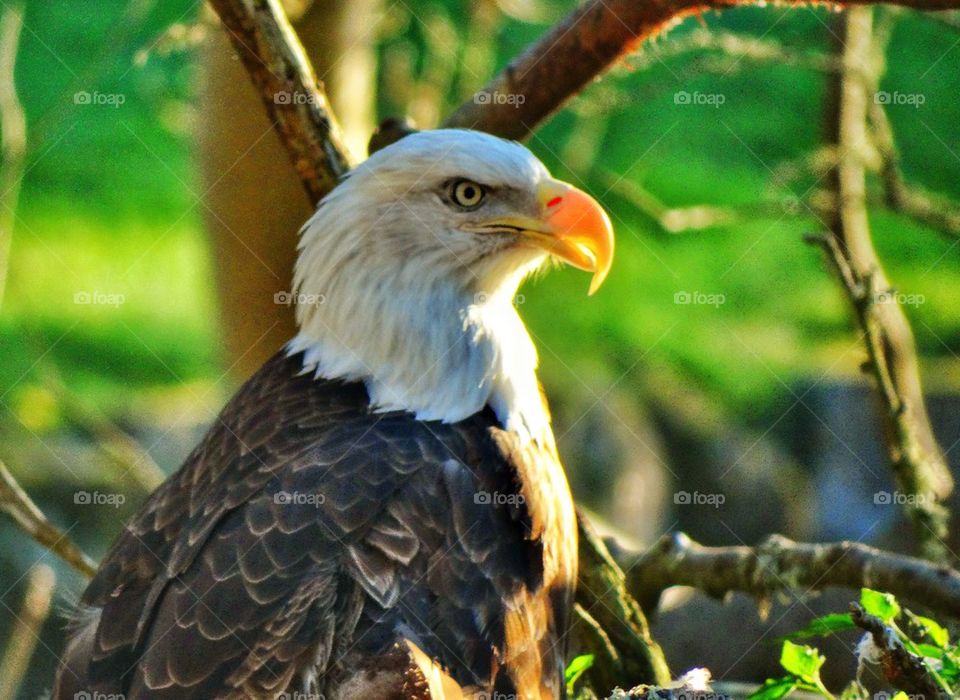 Regal American Bald Eagle. American Bald Eagle In Profile
