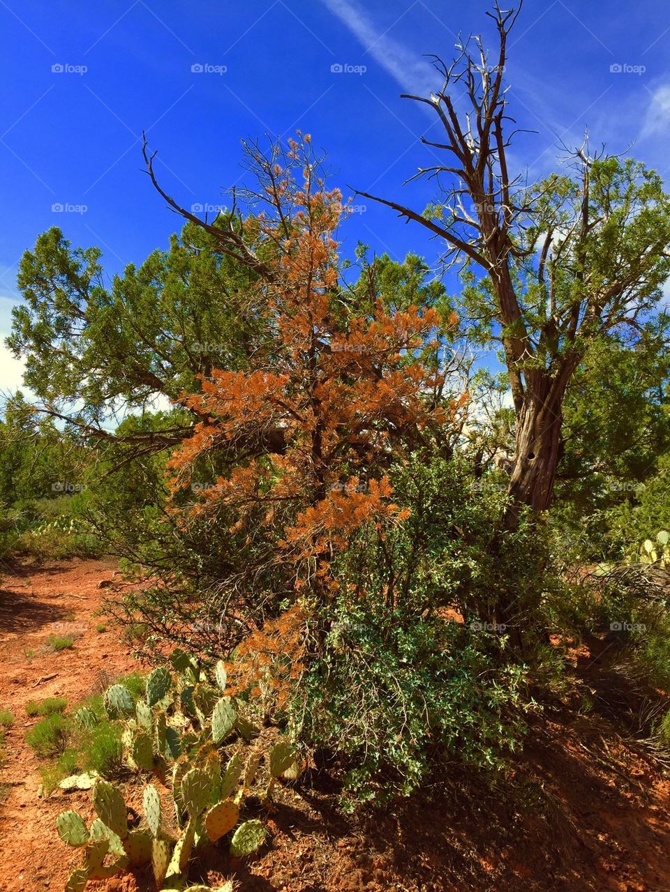 Red Rocks Sedona