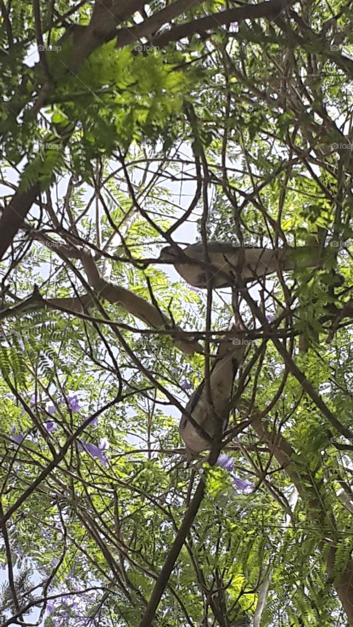 Many birds like our tree too.
I like to listen to their songs.