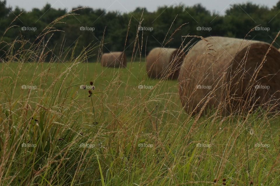 Wet grass after rain. Photo taken in Owasso OK.  After rainfall at sunset, grass is wet in foreground and hay bale rolls in background.
