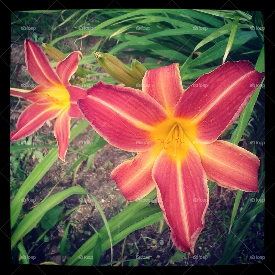 Spring