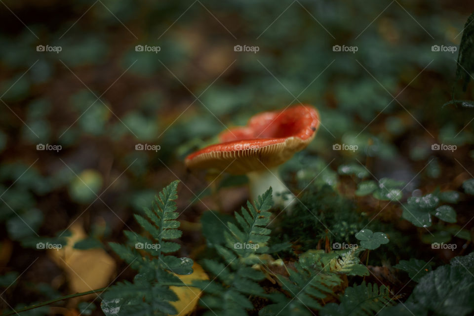 Mushrooms in autumn forest in sunny day