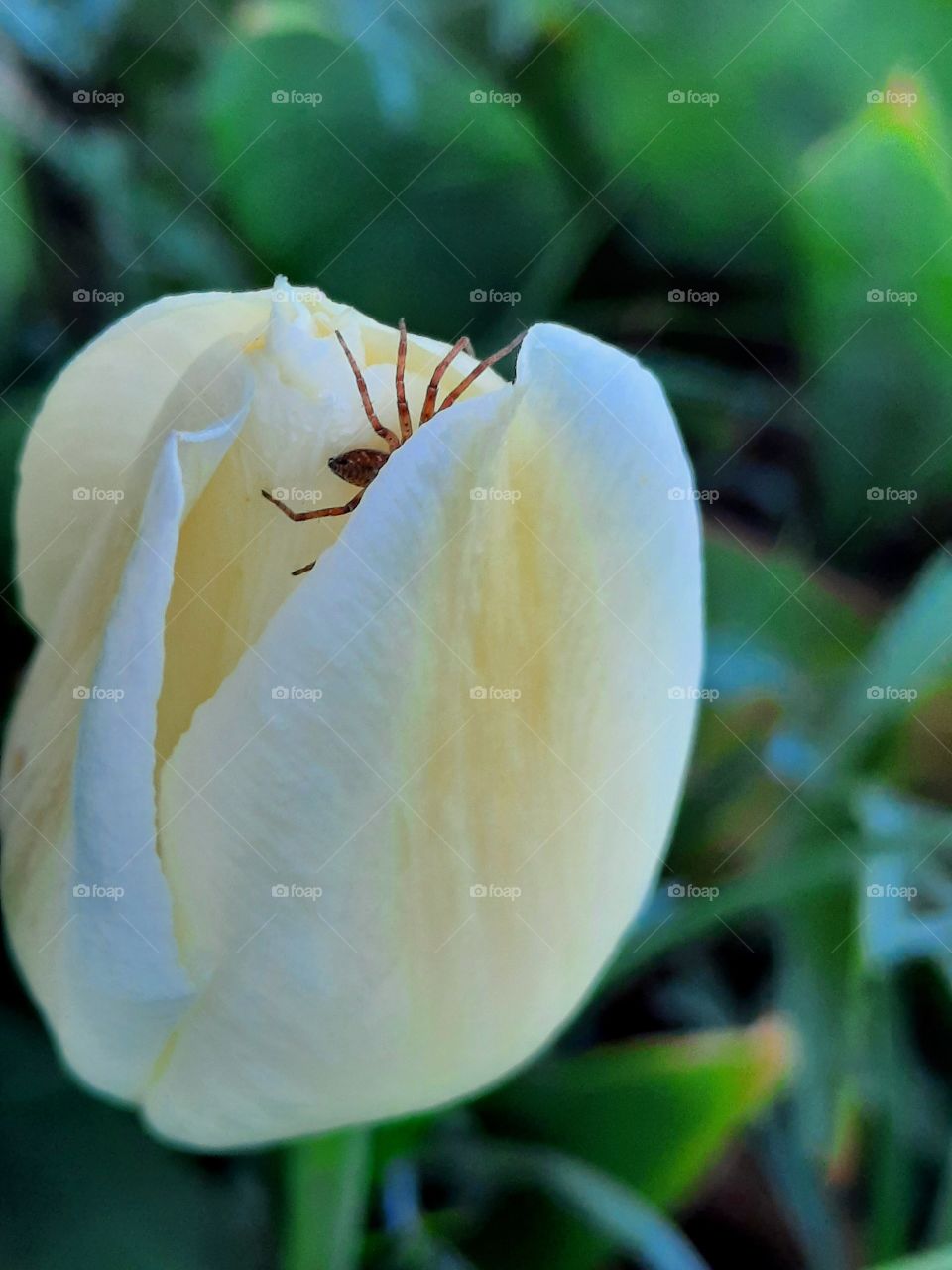 litlle spider in siły petals of creme tulip