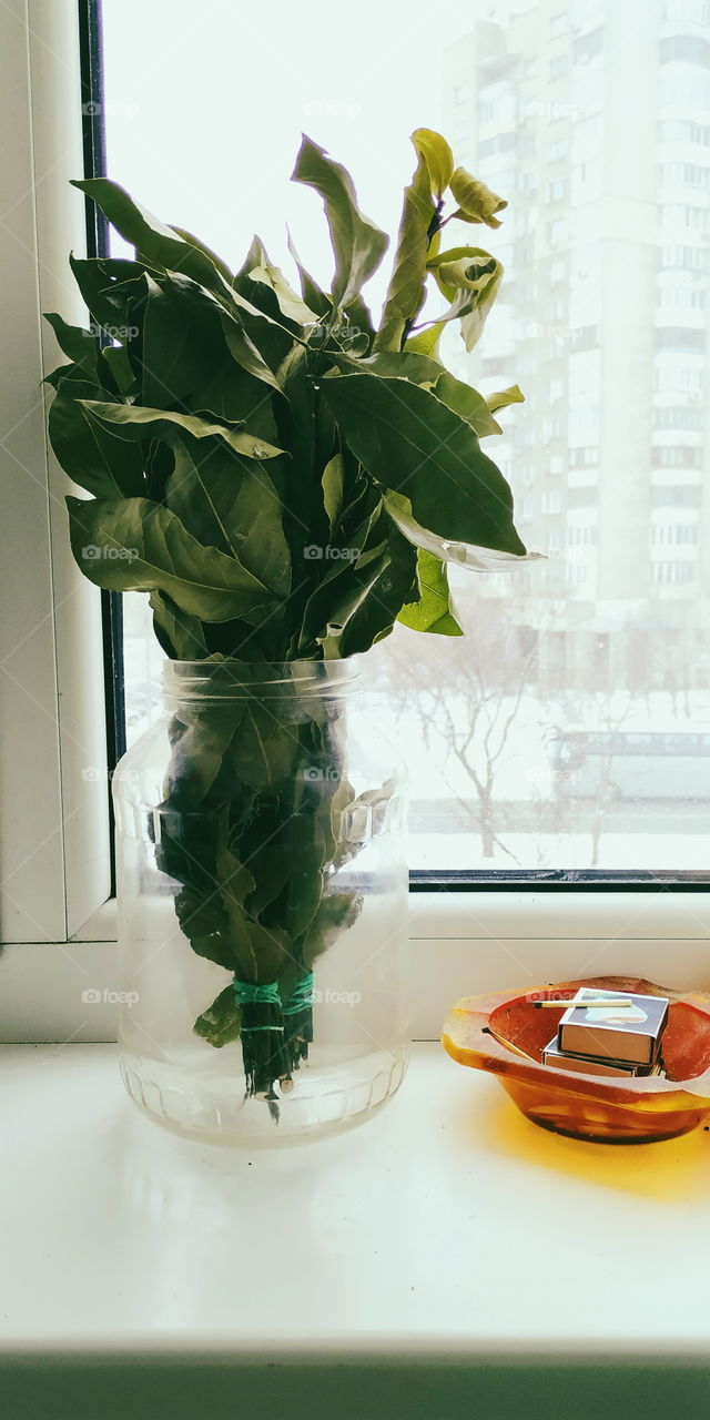 a bouquet of bay leaves in a jar and a box of matches in an ashtray on the windowsill