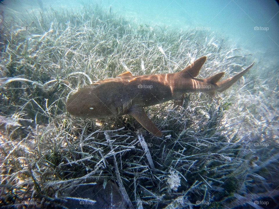 Nurse Shark