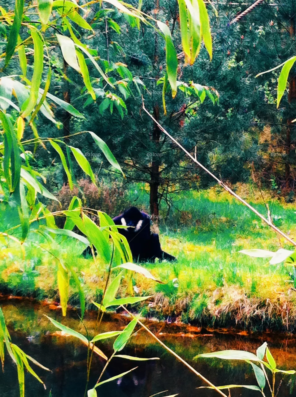 Monkey