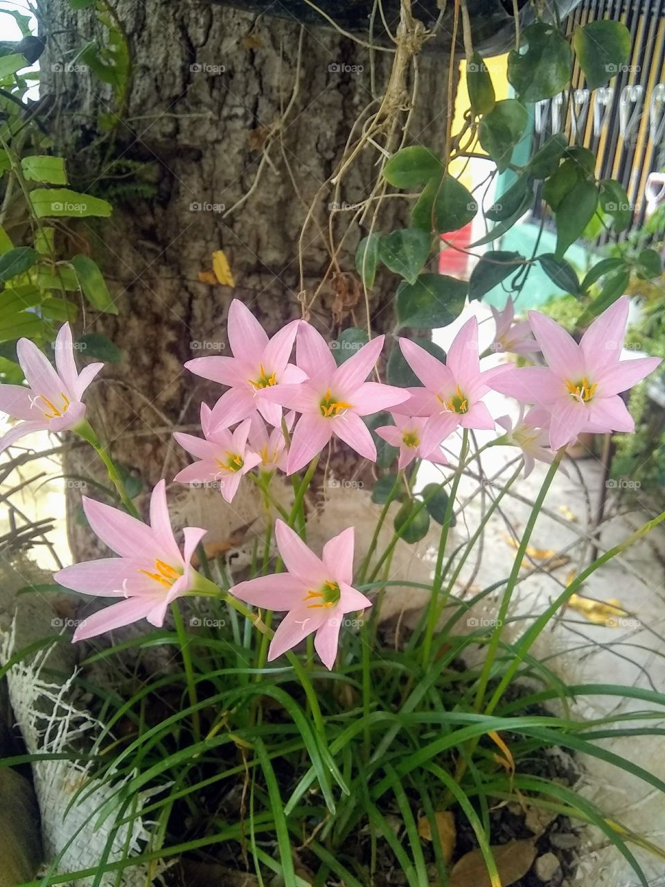 Flores de Jacinticos